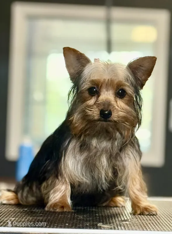 Freddy, a male Yorkshire Terrier for sale in St. Louis, MO – Photo 1 of 1