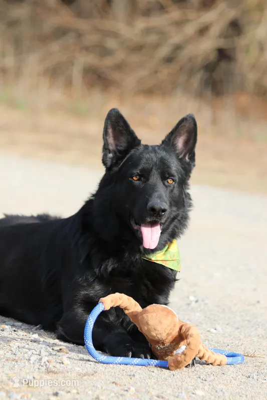 Draco – German Shepherd Dog puppy for sale in Cape Girardeau, MO