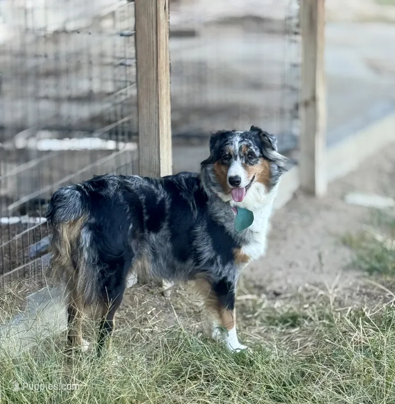 Sarah – Australian Shepherd puppy for sale in Cape Girardeau, MO
