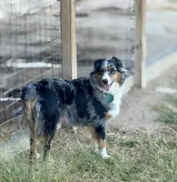 Sarah, a female Australian Shepherd for sale in Cape Girardeau, MO – 1 of 1