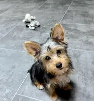 Bobby, a male Yorkshire Terrier for sale in St. Louis, MO – Photo 2 of 2