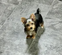 Bobby, a male Yorkshire Terrier for sale in St. Louis, MO – Photo 1 of 2