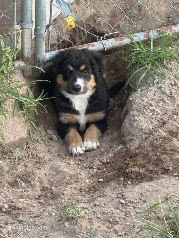 Hank  – Australian Shepherd, Catahoula Leopard Dog puppy for sale in Cape Girardeau, MO