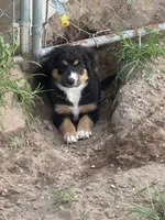 Hank , a male Australian Shepherd and Catahoula Leopard Dog for sale in Cape Girardeau, MO – 1 of 1