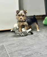 Carla, a female Yorkshire Terrier for sale in St. Louis, MO – Photo 2 of 2