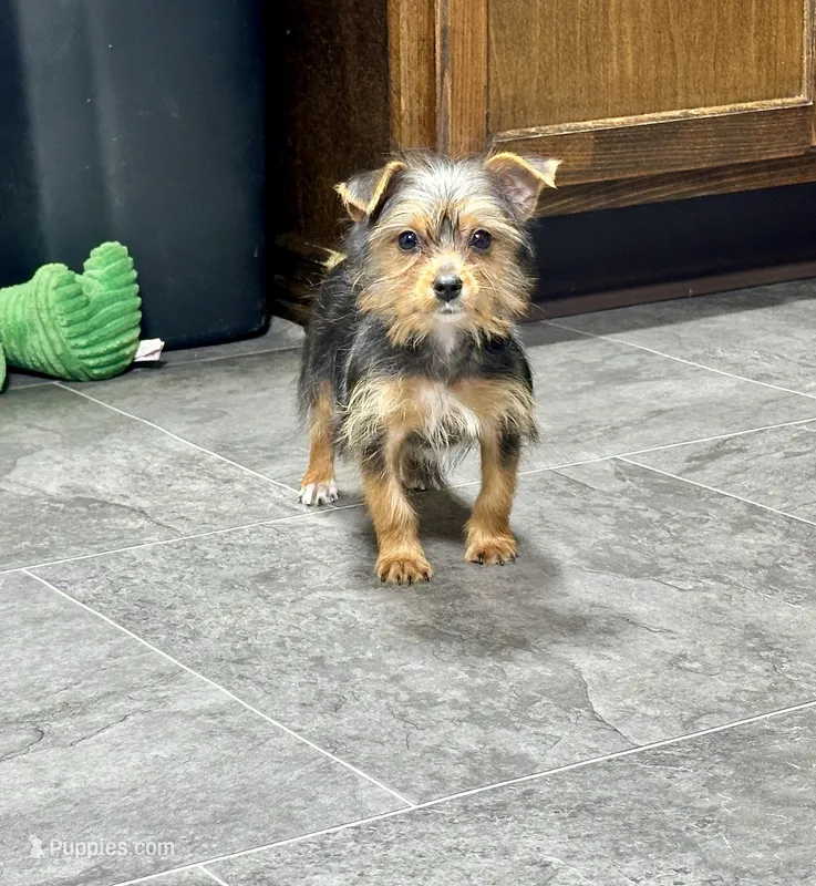 Carla, a female Yorkshire Terrier for sale in St. Louis, MO – Photo 1 of 2
