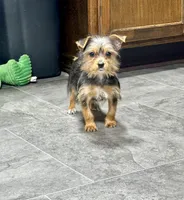 Carla, a female Yorkshire Terrier for sale in St. Louis, MO – Photo 1 of 2