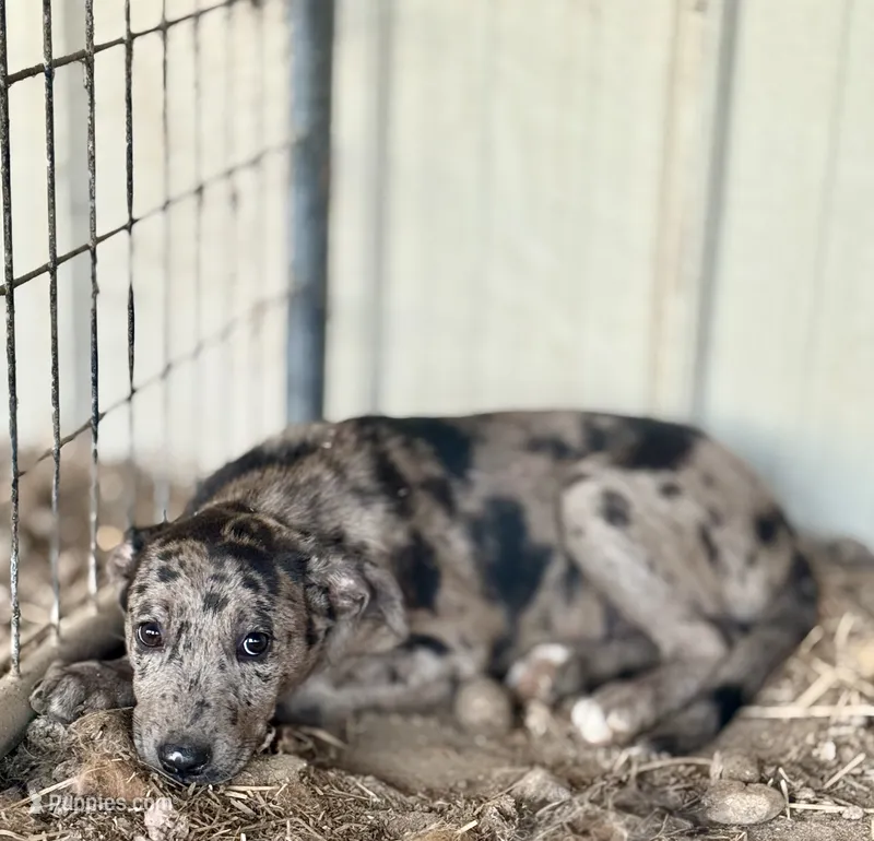 Bluey – Australian Shepherd, Catahoula Leopard Dog puppy for sale in Cape Girardeau, MO