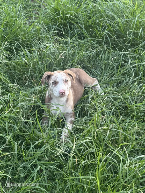 Red – Australian Shepherd, Catahoula Leopard Dog puppy for sale in Cape Girardeau, MO