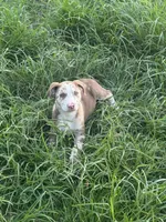 Red, a female Australian Shepherd and Catahoula Leopard Dog for sale in Cape Girardeau, MO – 1 of 1