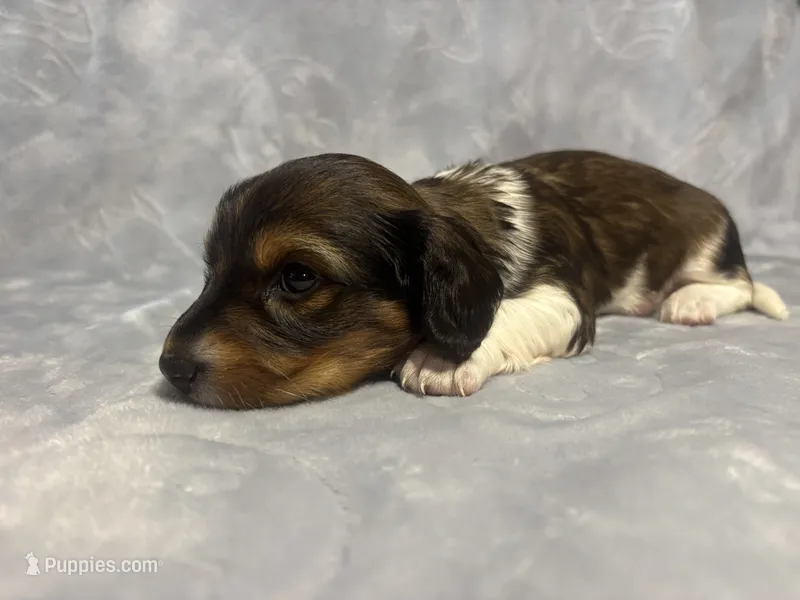 Girl 2 – Miniature Dachshund puppy for sale in Dixon, CA