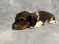 Girl 2, a female Miniature Dachshund for sale in Dixon, CA – 1 of 3