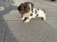 Spot boy , a male Miniature Dachshund for sale in Dixon, CA – Photo 3 of 3