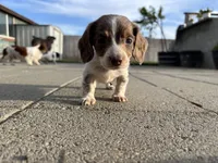 Spot boy , a male Miniature Dachshund for sale in Dixon, CA – Photo 2 of 3