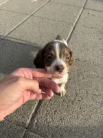 Spot boy , a male Miniature Dachshund for sale in Dixon, CA – Photo 1 of 3