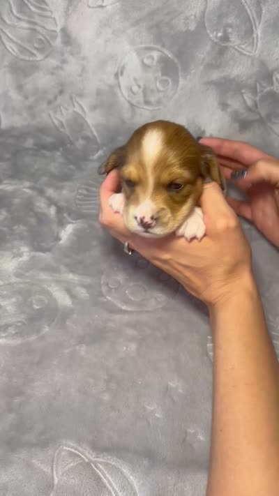 Boy 1 , a male Miniature Dachshund for sale in Dixon, CA – 2 of 2