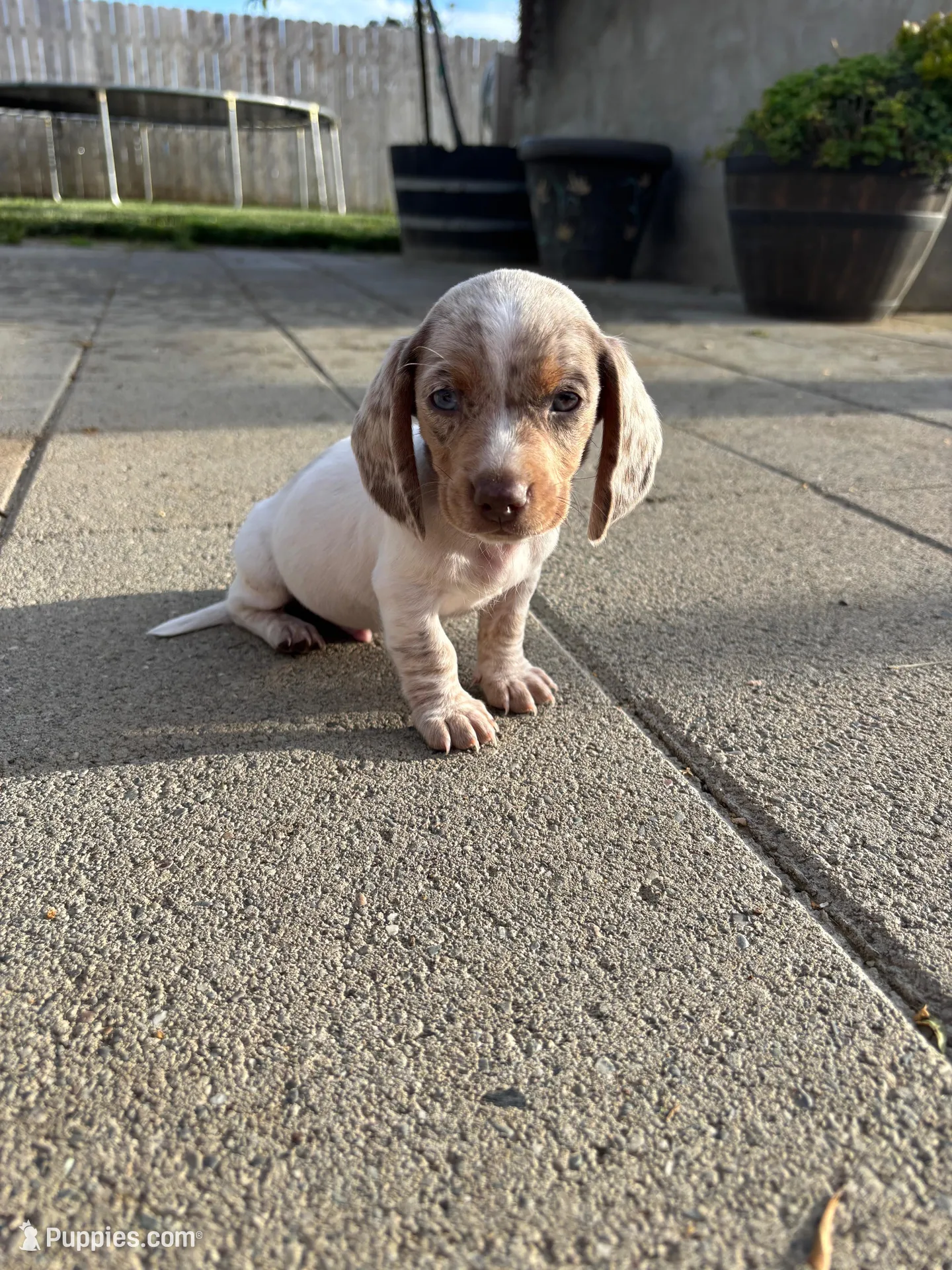 Blue Eyed Boy, a male Miniature Dachshund for sale in Dixon, CA – Photo 3 of 3