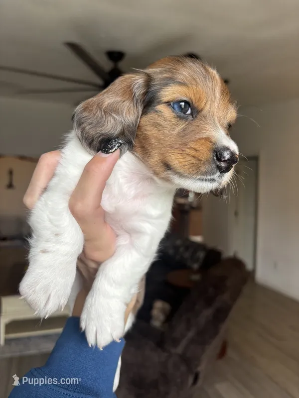 Boy 2  – Miniature Dachshund puppy for sale in Dixon, CA