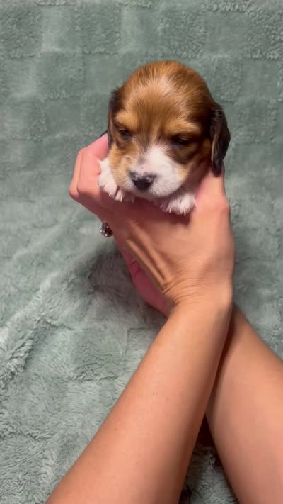 Boy 3 , a male Miniature Dachshund for sale in Dixon, CA – 4 of 4