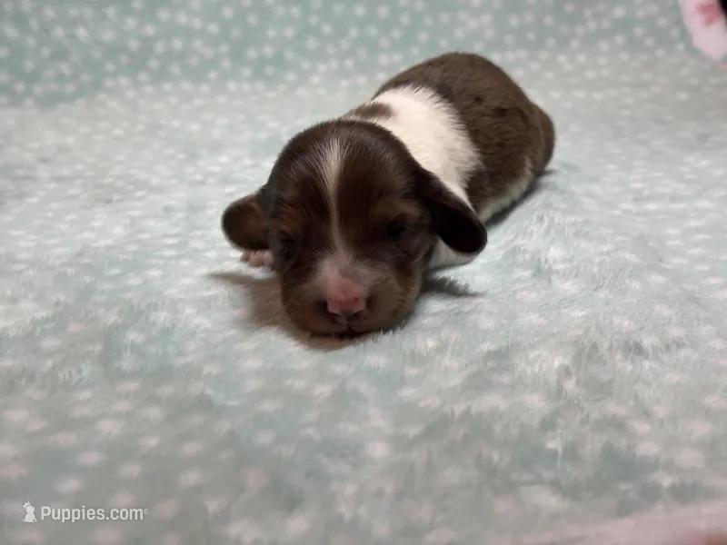 Boy 2  – Miniature Dachshund puppy for sale in Dixon, CA