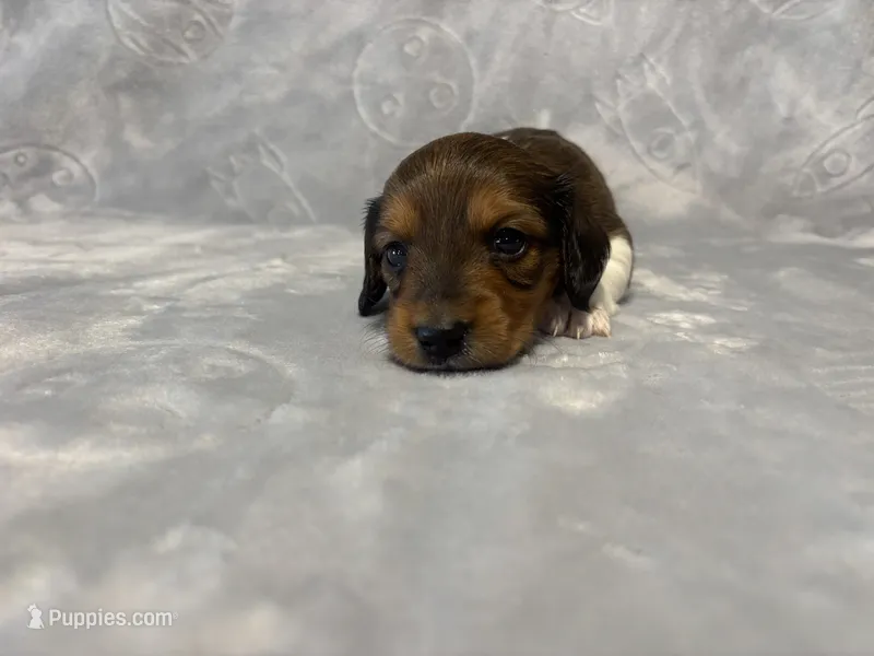 Girl 1  – Miniature Dachshund puppy for sale in Dixon, CA