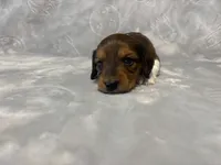 Girl 1 , a female Miniature Dachshund for sale in Dixon, CA – 1 of 3