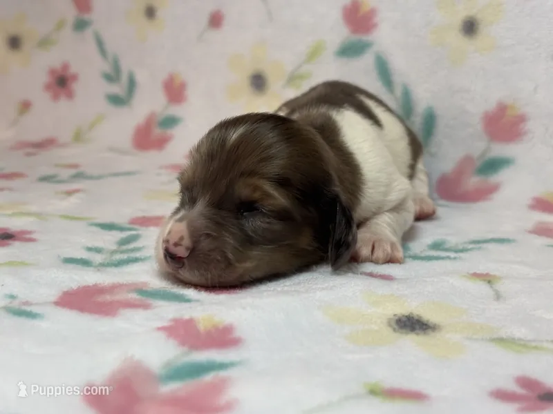 Girl 3  – Miniature Dachshund puppy for sale in Dixon, CA