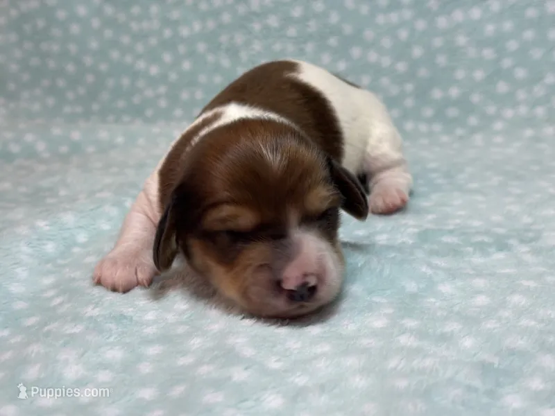 Boy 3  – Miniature Dachshund puppy for sale in Dixon, CA