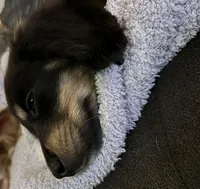 Girl 5, a female Miniature Dachshund for sale in Dixon, CA – Photo 3 of 4