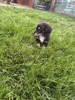 Girl 5, a female Miniature Dachshund for sale in Dixon, CA – Photo 4 of 4