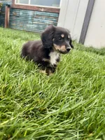 Girl 5, a female Miniature Dachshund for sale in Dixon, CA – Photo 1 of 4