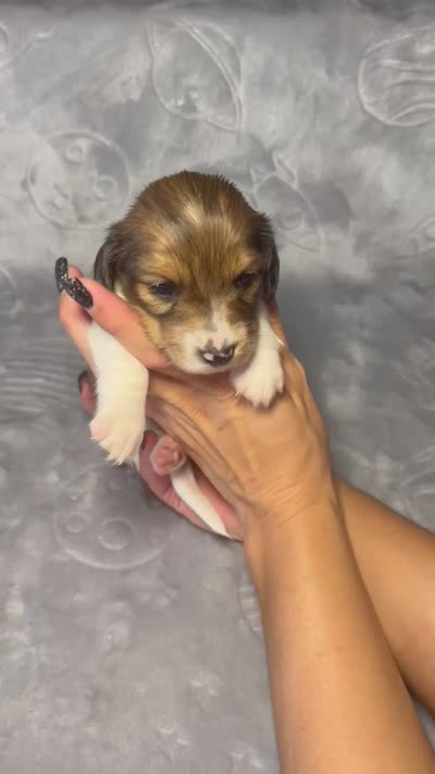 Girl 3 , a female Miniature Dachshund for sale in Dixon, CA – 2 of 2