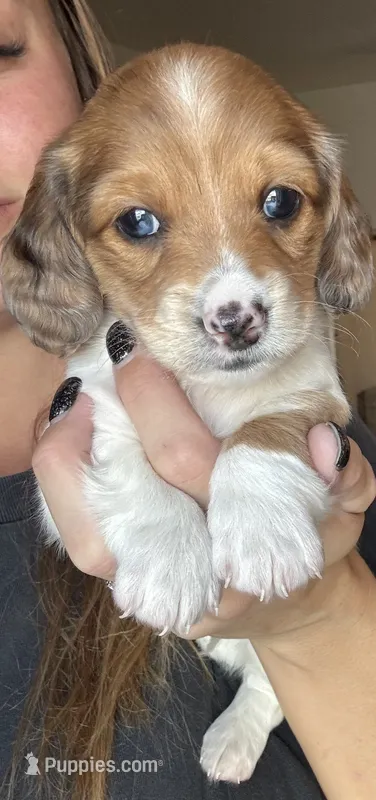 Boy 1  – Miniature Dachshund puppy for sale in Dixon, CA