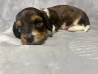 Girl 2, a female Miniature Dachshund for sale in Dixon, CA – 2 of 3