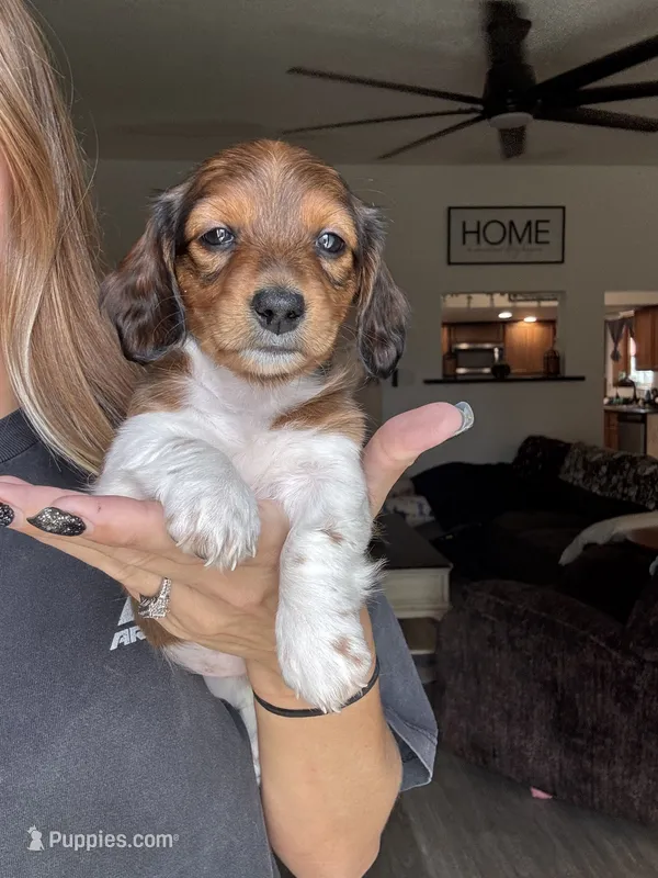 Girl 1  – Miniature Dachshund puppy for sale in Dixon, CA