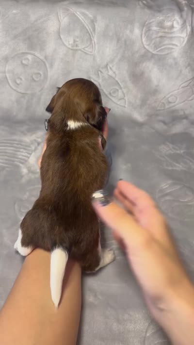 Girl 1 , a female Miniature Dachshund for sale in Dixon, CA – 3 of 3