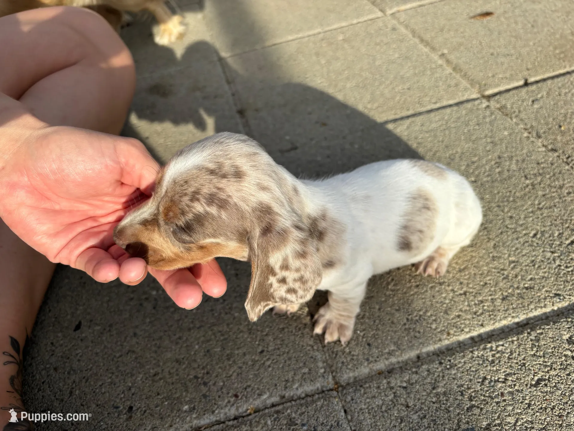 Blue Eyed Boy, a male Miniature Dachshund for sale in Dixon, CA – Photo 2 of 3