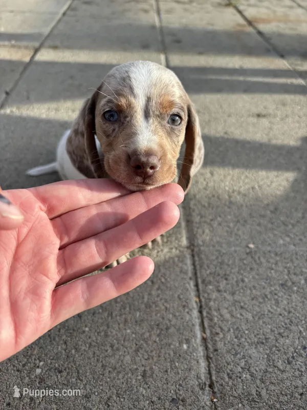 Blue Eyed Boy – Miniature Dachshund puppy for sale in Dixon, CA