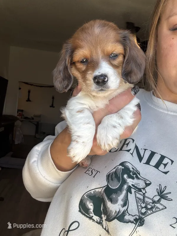 Boy 3  – Miniature Dachshund puppy for sale in Dixon, CA