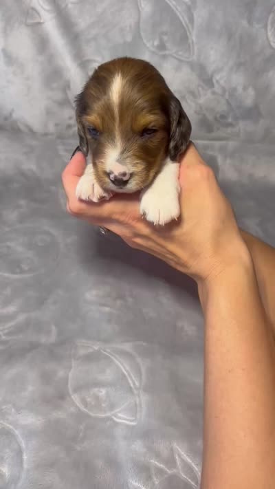 Boy 2 , a male Miniature Dachshund for sale in Dixon, CA – 3 of 3