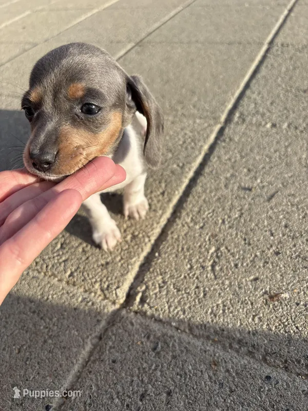Isabella Girl  – Miniature Dachshund puppy for sale in Dixon, CA
