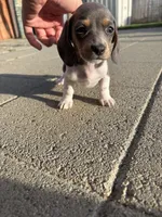 Isabella Girl , a female Miniature Dachshund for sale in Dixon, CA – Photo 3 of 3