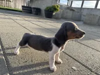 Isabella Girl , a female Miniature Dachshund for sale in Dixon, CA – Photo 2 of 3
