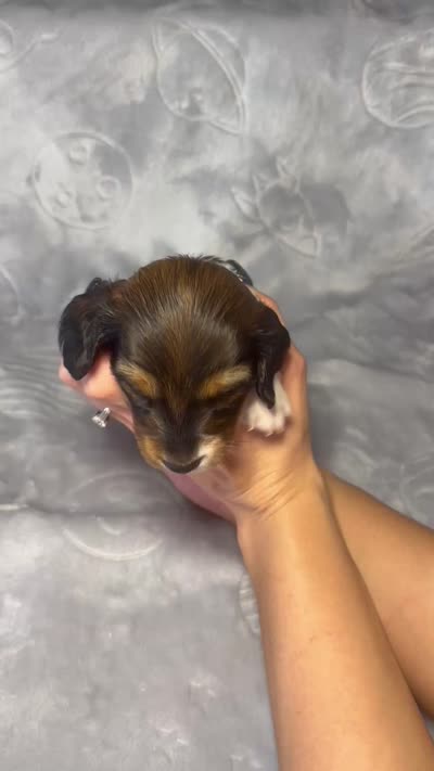 Girl 2, a female Miniature Dachshund for sale in Dixon, CA – 3 of 3