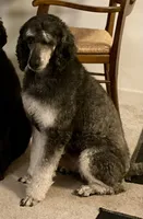 Theo, a male Poodle - Standard  for sale in Lilburn, GA – Photo 2 of 4