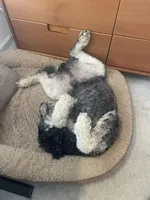 Theo, a male Poodle - Standard  for sale in Lilburn, GA – Photo 3 of 4