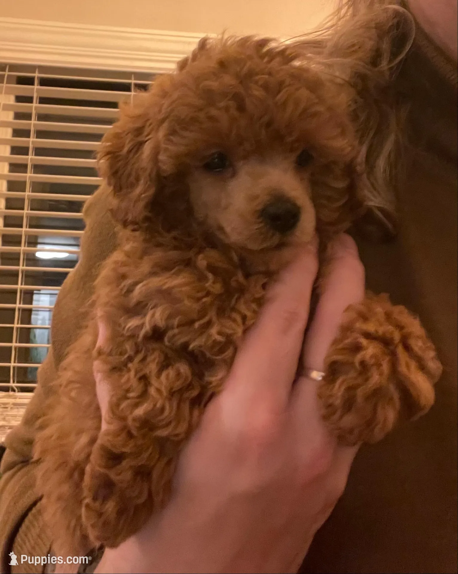Roxie AKC, a female Poodle - Toy  for sale in Atlanta, GA – 6 of 6