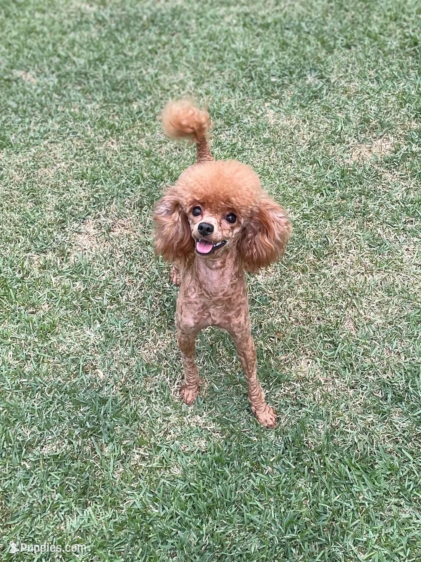 Roxie AKC, a female Poodle - Toy  for sale in Atlanta, GA – 3 of 6