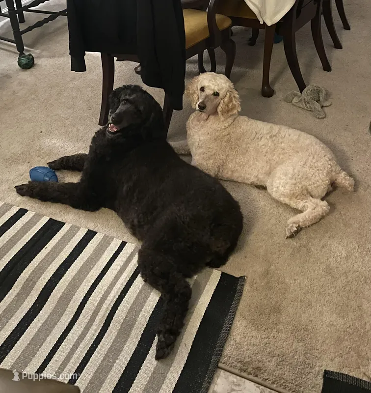 Lana & Vanessa - For Adoption – Poodle - Standard  puppy for sale in Lilburn, GA