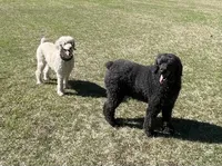 Lana & Vanessa - For Adoption, a female Poodle - Standard  for sale in Lilburn, GA – Photo 2 of 2